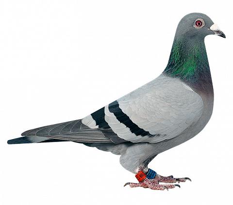 Frohliche Weihnachten Und Einen Guten Rutsch Brieftauben Garhammer